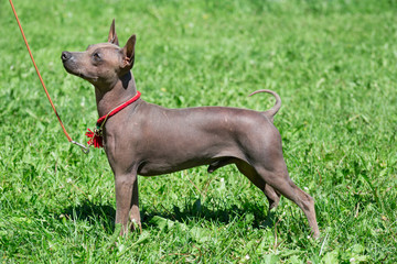 American hairless terrier puppy is standing on a green meadow.