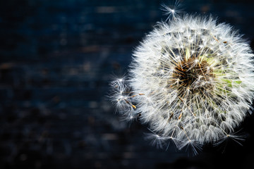 Fototapeta premium dandelion on a dark background