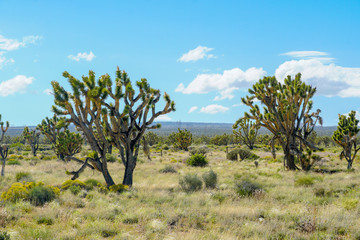 Joshua Tree National Park. American desert national park in southeastern California. Yucca...
