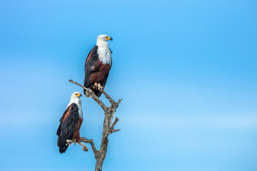 African fish eagle couple isolated in blue sky in Kruger National park, South Africa ; Specie Haliaeetus vocifer family of Accipitridae