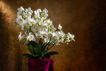 White orchid flowers over dark background.