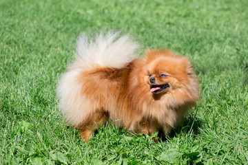 Cute pomeranian spitz puppy is standing on a spring meadow. Deutscher spitz or zwergspitz.