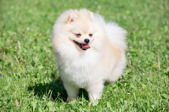 Cute pomeranian spitz puppy cream colored is standing on a spring meadow. Deutscher spitz or zwergspitz.