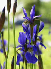 Blue iris flower and green stem.