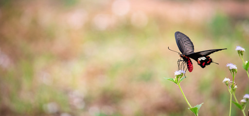 butterfly on a flower