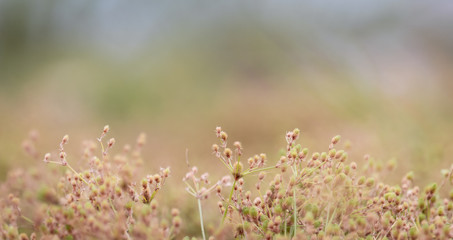 field of wild flowers