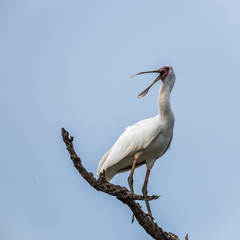 African spoonbill in Kruger National park, South Africa ; Specie Platalea alba family of Threskiornithidae