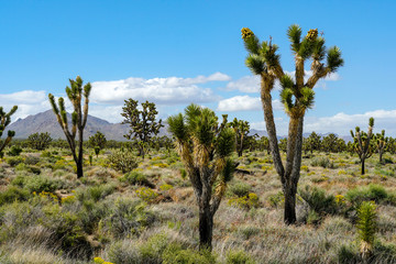 Fototapeta na wymiar Joshua Tree National Park. American desert national park in southeastern California. Yucca brevifolia (Joshua Tree) is a plant species belonging to the genus Yucca.