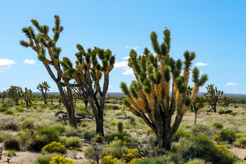 Joshua Tree National Park. American desert national park in southeastern California. Yucca brevifolia (Joshua Tree) is a plant species belonging to the genus Yucca.