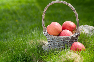 Fresh garden green and red apples in basket