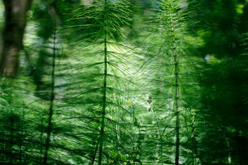 Fototapeta na wymiar Spring plants in a forest
