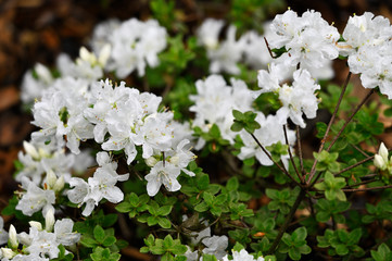 White flowers of rhododendron and green leaves in nature.
