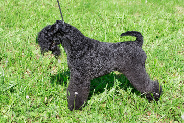 Cute irish blue terrier is standing on a green meadow in the park. Pet animals.