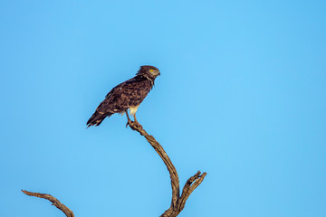 Black-chested Snake-Eagle isolated in blue sky in Kruger National park, South Africa ; Specie Circaetus pectoralis family of Accipitridae