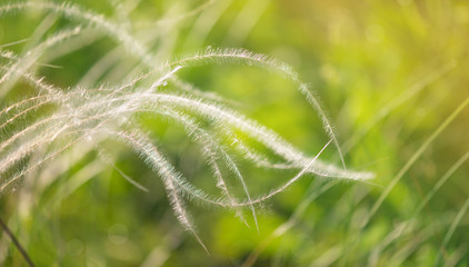 Feather grass fluttering in the wind