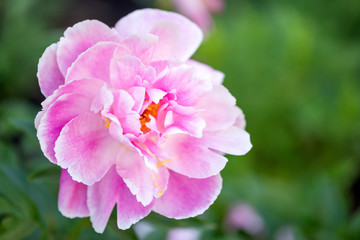 Pink peony flower