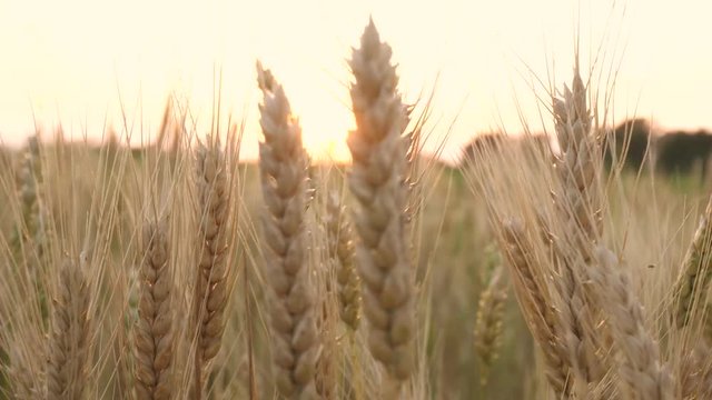 Wheat Field. Ears of wheat close up. Harvest and harvesting concept. Field of golden wheat swaying. Nature landscape. Peaceful scene. Background Health Concept HD