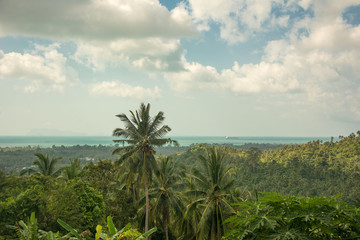 Fototapeta na wymiar Exotic tropical viewpoint from the Koh Samui Island in the Thailand with palms and trees and view on the sea