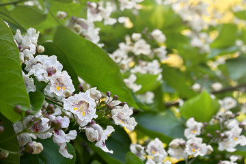 Blooming tree Catalpa bignonioides, flowers with leaves ( southern catalpa, cigartree, and Indian-bean-tree ) in summer time in sun light