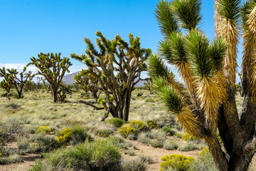 Fototapeta premium Joshua Tree National Park. American desert national park in southeastern California. Yucca brevifolia (Joshua Tree) is a plant species belonging to the genus Yucca.