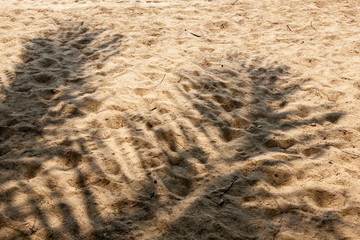 Coconut leaf shadow on the beach