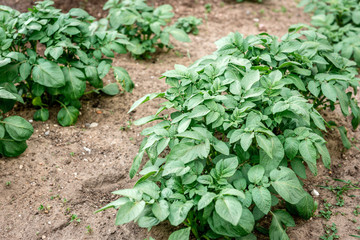 Young potato growing in spring garden.