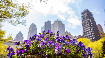New York, Manhattan. High buildings and purple pansies against blue sky background, sunny day in spring