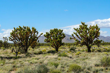 Obraz premium Joshua Tree National Park. American desert national park in southeastern California. Yucca brevifolia (Joshua Tree) is a plant species belonging to the genus Yucca.