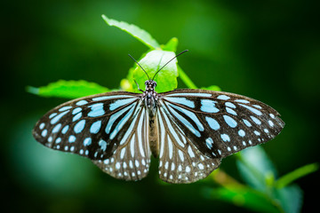 butterfly in the garden