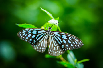 butterfly in the garden