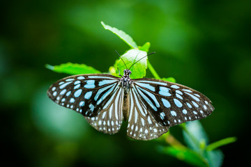 butterfly in the garden