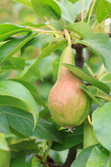 Fruits of immature pears on the branch of tree.