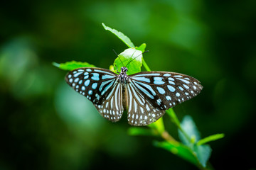 butterfly in the garden