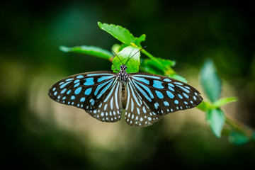 butterfly in the garden
