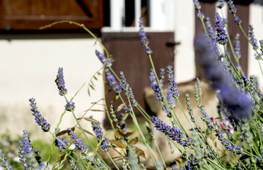 Lavender flowers with the typical provence house and a wooden door on the background. France 2019.