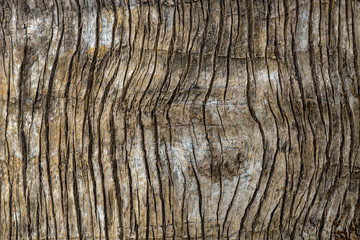 Fototapeta premium Coconut tree pattern for the background.