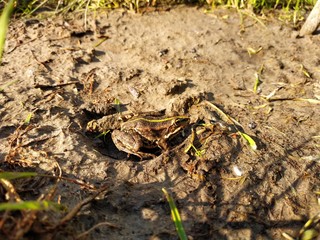 Beautiful little frog. Frog lives in the lake.
