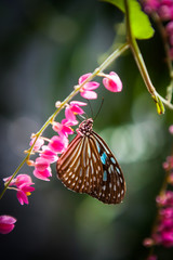 Fototapeta na wymiar butterfly in the garden