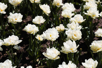 Beautiful bouquet of tulips nature background.