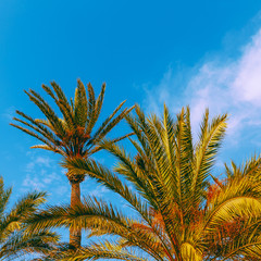Obraz na płótnie Canvas Canary island. Vacation concept. Palm view