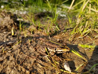 Beautiful little frog. Frog lives in the lake.