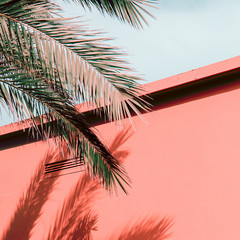 Plants on pink fashion concept. Palm. Tropical style