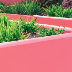 Plants on pink creative concept. Plant canary island