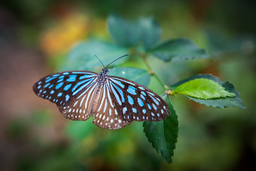 butterfly in the garden