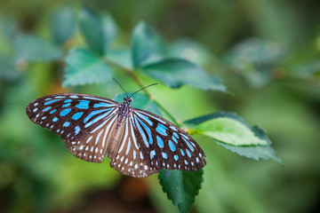 butterfly in the garden