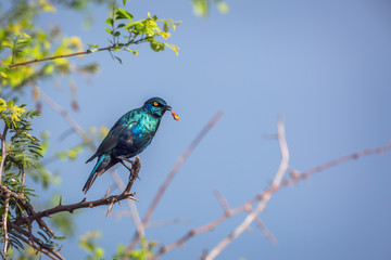 Greater Blue-eared Glossy Starling regurgitating in Kruger National park, South Africa ; Specie...