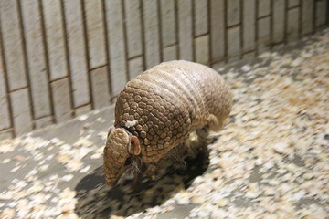 歩いているマタコミツオビアルマジロ