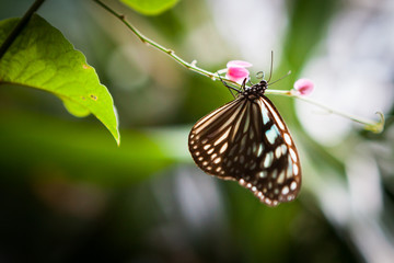 butterfly in the garden