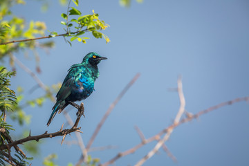 Greater Blue-eared Glossy Starling isolated in blue background in Kruger National park, South Africa ; Specie Lamprotornis chalybaeus family of Sturnidae