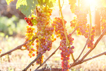 Ripe purple grapes on vines in sunbeams